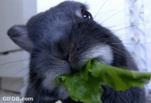 Rabbit Eating Leaf GIF