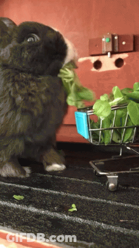 Rabbit Eating Lettuce From Basket GIF