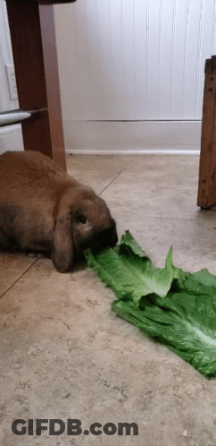 Rabbit Eating Lettuce Leaf GIF