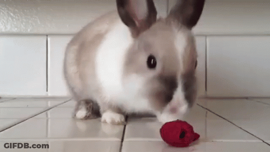 Rabbit Eating Raspberry GIF