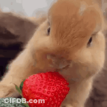 Rabbit Eating Strawberry GIF
