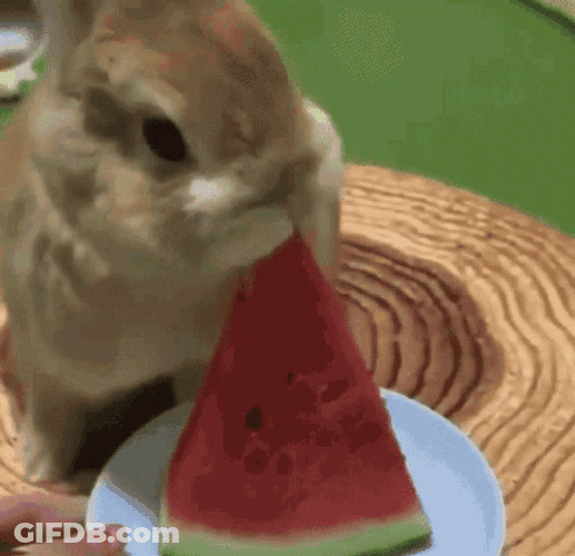 Rabbit Eating Watermelon GIF