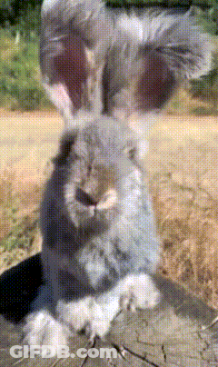 Rabbit Face Close Up Blurred Background GIF
