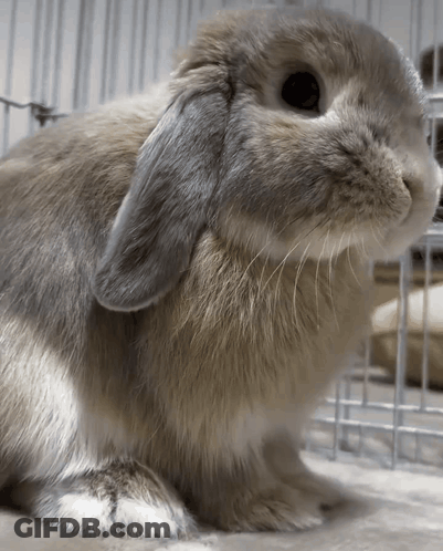 Rabbit Face Close Up With Cage In Background GIF