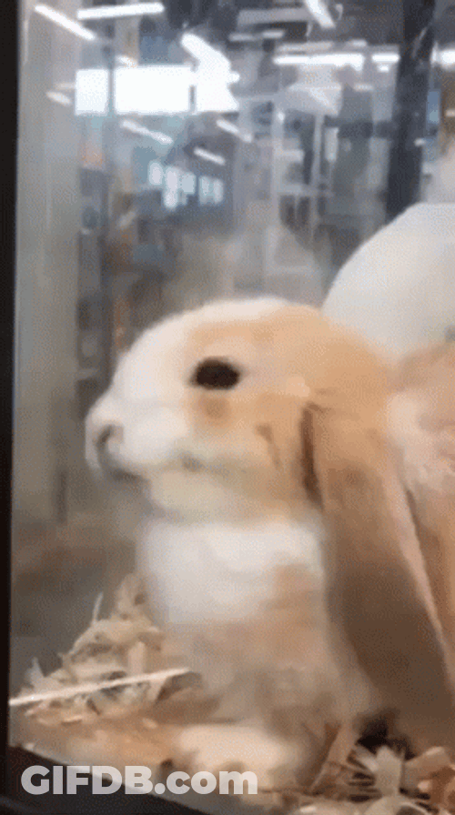 Rabbit Face Squish In The Glass GIF