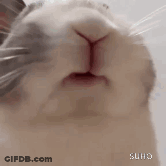 Rabbit Face With Open Mouth GIF