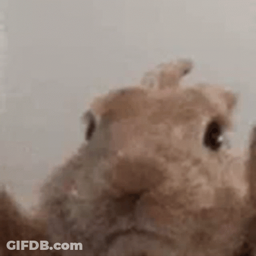 Rabbit Feeling The Vibe GIF