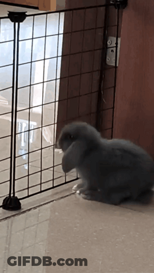 Rabbit Got Squish GIF