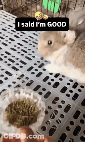 Rabbit In Cage Saying I Said I'm Good GIF