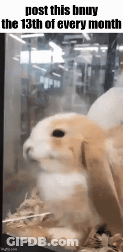 Rabbit In Glass Cage Post This Buy 13Th GIF