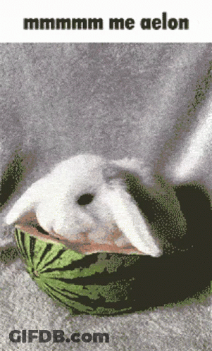 Rabbit Laying In Watermelon Saying Mmmm Me Aelon GIF