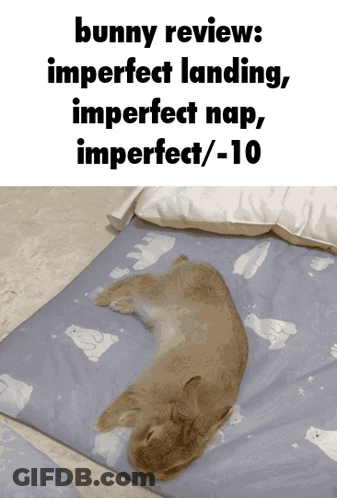 Rabbit Laying On Blanket Bunny Review GIF