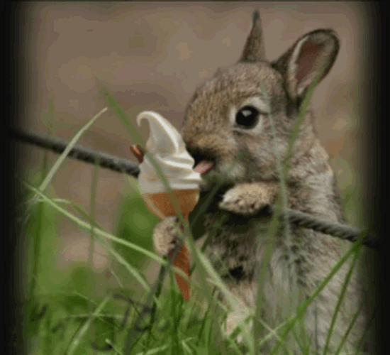 Rabbit Licks Ice Cream GIF