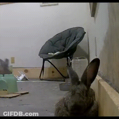 Rabbit Looking At Chair GIF