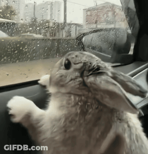 Rabbit Looking Out Car Window GIF
