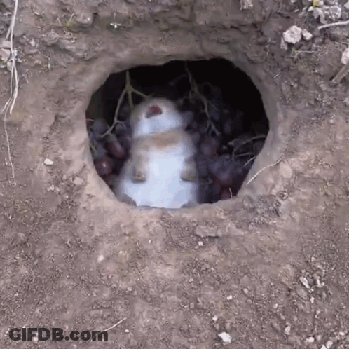 Rabbit Lying In Hole With Grapes GIF