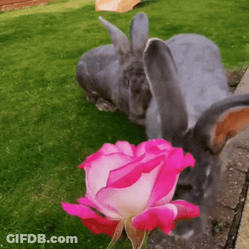 Rabbit Lying On Grass Next To Pink Flower GIF