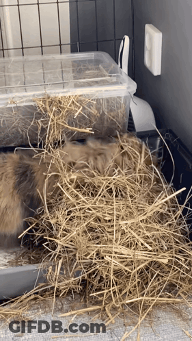 Rabbit Lying On Hay In Plastic Container GIF
