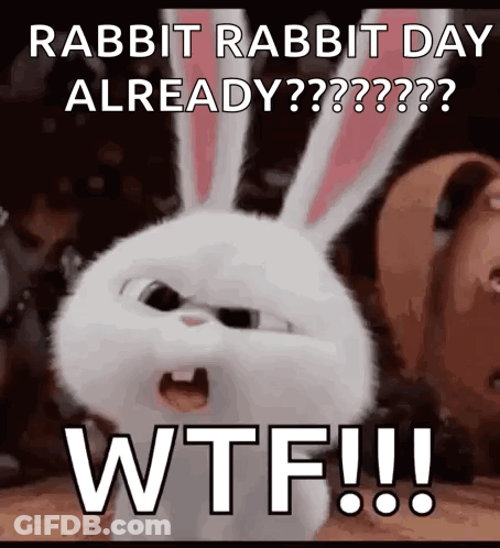 Rabbit Making Funny Face GIF