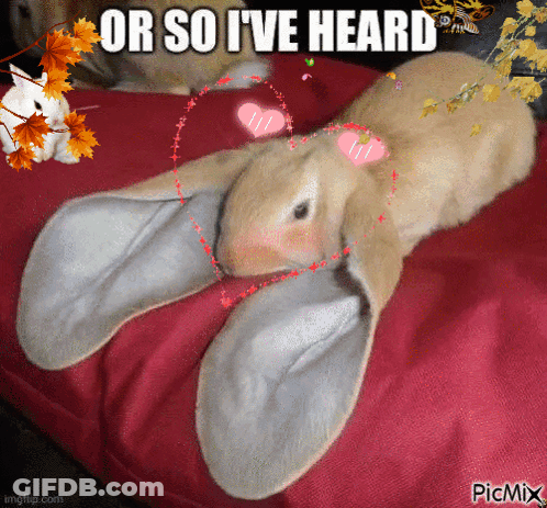 Rabbit Or So I've Heard GIF