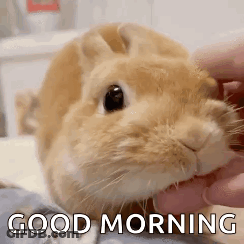 Rabbit Petting Good Morning GIF