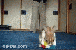 Rabbit Playing With Toy On Blue Mat With Person GIF