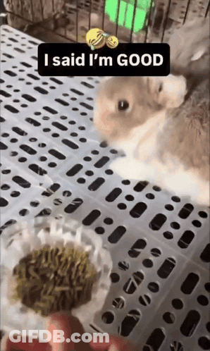 Rabbit Saying I Said I'm Good GIF
