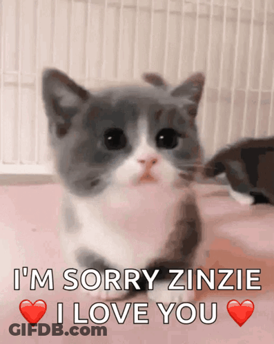 Rabbit Saying Sorry For Acting Up GIF