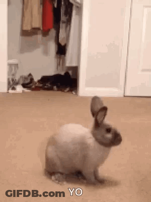 Rabbit Saying Yo GIF
