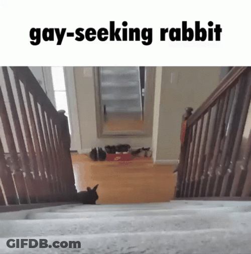 Rabbit Seeking Gay Meme GIF