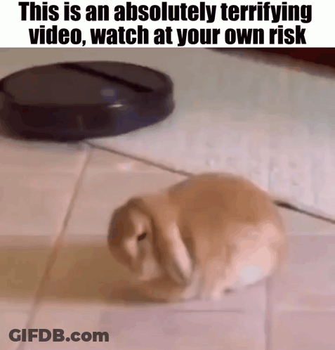 Rabbit Sitting Beside Robot Vacuum GIF