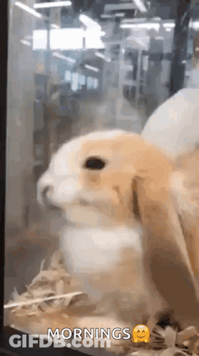 Rabbit Sitting In Glass Cage Mornings GIF