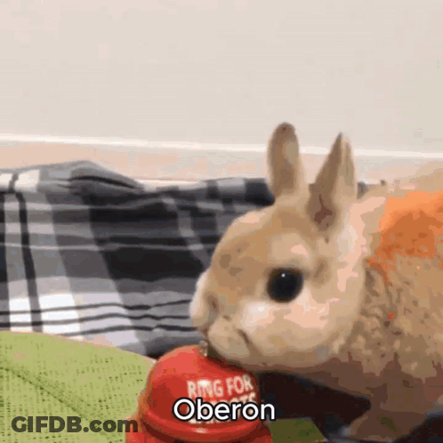 Rabbit Sitting Next To Ring Bell GIF