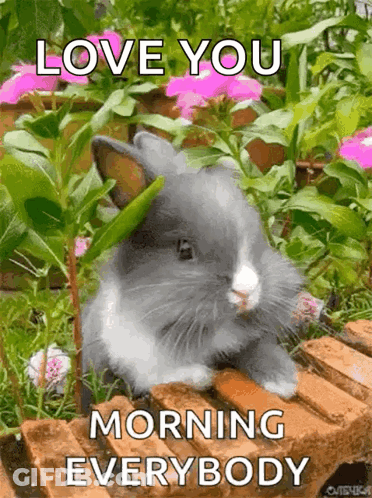 Rabbit Sitting On Brick In Garden GIF