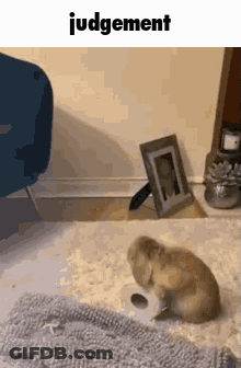 Rabbit Sitting On Floor With Toilet Paper GIF