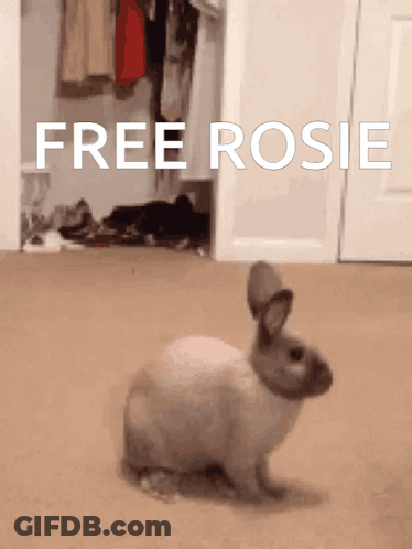 Rabbit Standing Before Free Rosie Sign GIF