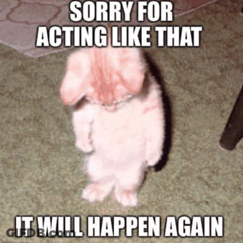 Rabbit Standing Sorry For Acting Again GIF