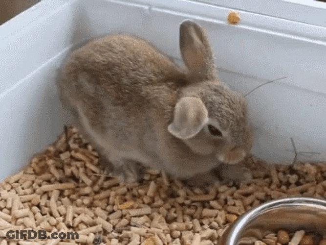 Rabbit Sudden Flop GIF