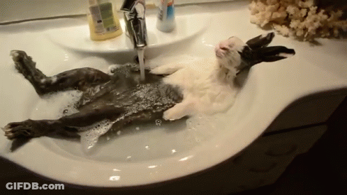 Rabbit Taking Bath In Sink GIF