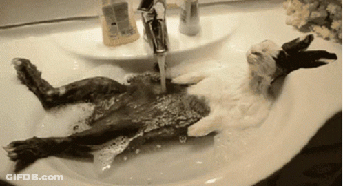 Rabbit Taking Bath In Sink With Soap GIF