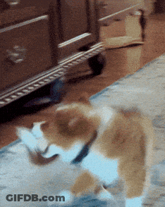 Rabbit Walking On Bed With Stuffed Animal GIF