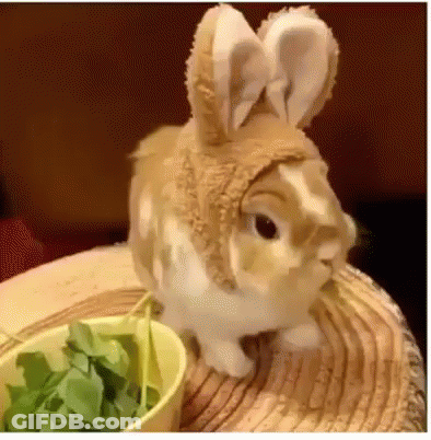 Rabbit Wearing Hat Sitting Next To Bowl Of Lettuce GIF