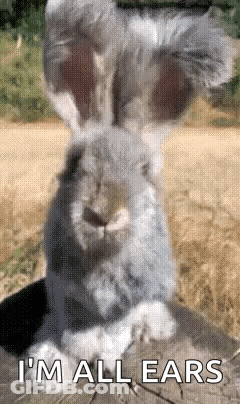 Rabbit With Big Ears Saying I'm All Ears GIF