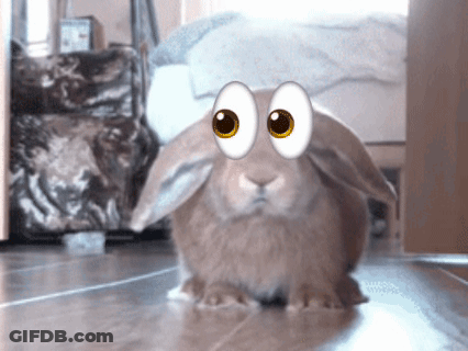 Rabbit With Big Eyes Sitting GIF