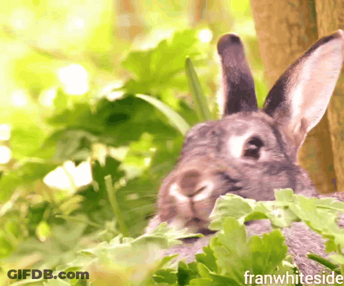 Rabbit With Franwhiteside Text GIF