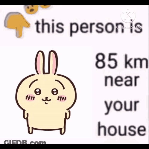 Rabbit With His Person 41 Km Near Your House GIF