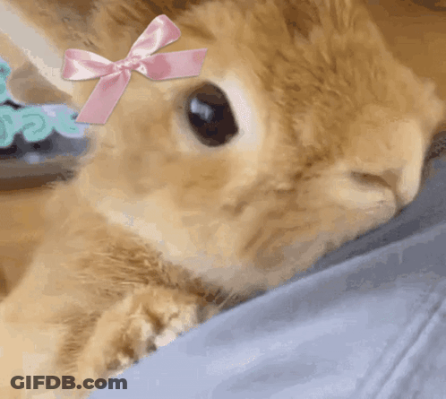 Rabbit With Pink Bow GIF