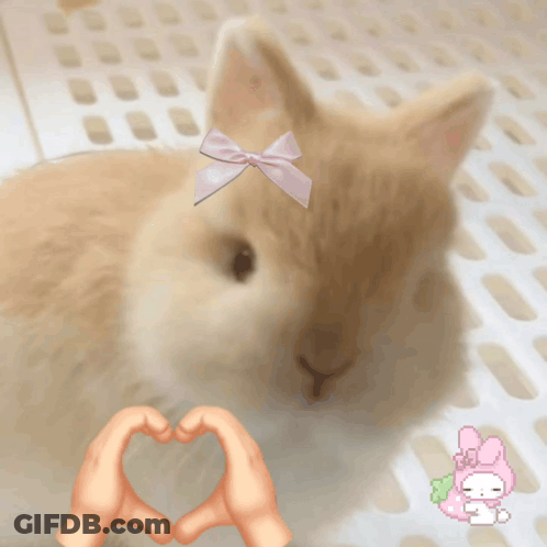 Rabbit With Pink Bow Beside Hands Making Heart GIF
