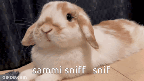 Rabbit With Sammi Sniff Snif Text GIF