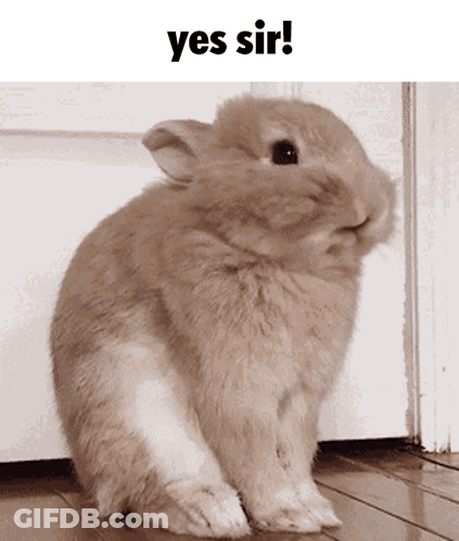 Rabbit With Yes Sir Text GIF